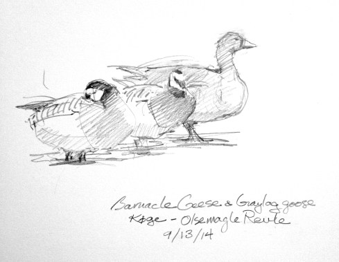 Barnacle geese at the marsh. Their white faces in black necks makes them look like sock monkeys. Beautiful geese. Not the most common in the marsh, but the most vivid. The greylag next to them- that's the most common. Pencil in Robert Bateman 8 1/2" x 11 sketchbook.