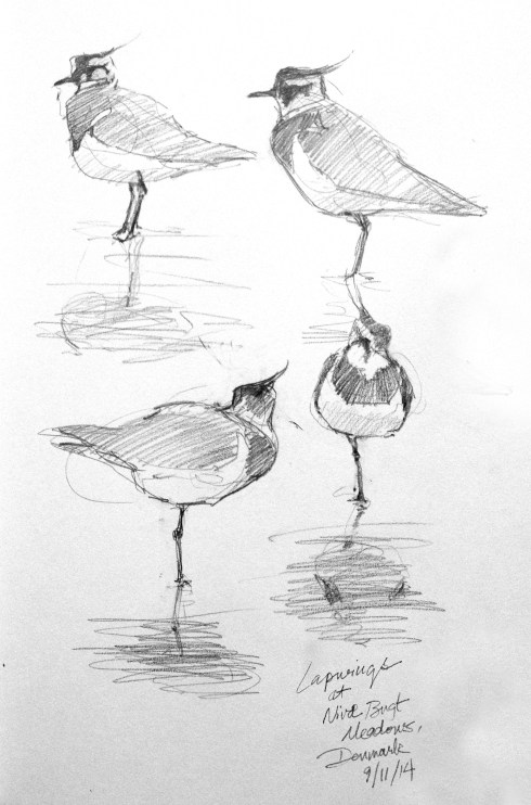 Flock of Lapwings, drawn through the scope at Niva Bugt Meadows on the coast north of Copenhagen. Beautiful and accessible on foot from the train station. Pencil in Stillman & Birn 8 1/2" x 11" Alpha Series Sketchbook.