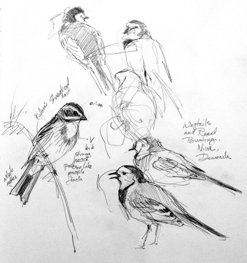 Pied wagtails and Reed bunting, I think. New bird on me. Sketched at Nivå Bugt Meadows north of Copenhagen. On the reedy, marshy side of the refuge. Mechanical pencil on Stillman & Birn Alpha Series 8 1/2" x 11" sketchbook.