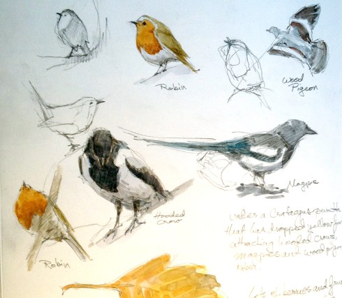 A snippet of a sketchbook page; avian activity at the Botanical Garden, a.k.a. Botanisk Have. "Have", pronounced, "ha-va", is the Danish word for garden, and might be the root of the English word, "haven", which it certainly is. Pencil with spots of watercolor on Stillman & Birn Alpha Series.
