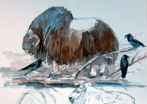 Muskox and hooded crows at Copenhagen Zoo. Watercolor over pencil, Robert Bateman 8 1/2" x 11 sketchbook.