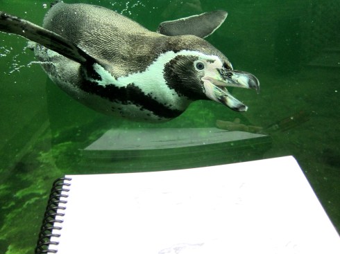 Humboldt's penguin, Copenhagen Zoo, inordinately attracted to my red mechanical pencil. Did it look like a fish?