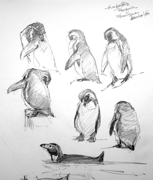 Humboldt's penguins, Copenhagen Zoo, pencil on Robert Bateman 8 1/2" x 11 sketchbook.