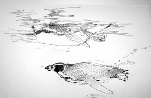 Humboldt's penguins at the Copenhagen Zoo, underwater view. Pencil on Robert Bateman 8 1/2" x 11 sketchbook.
