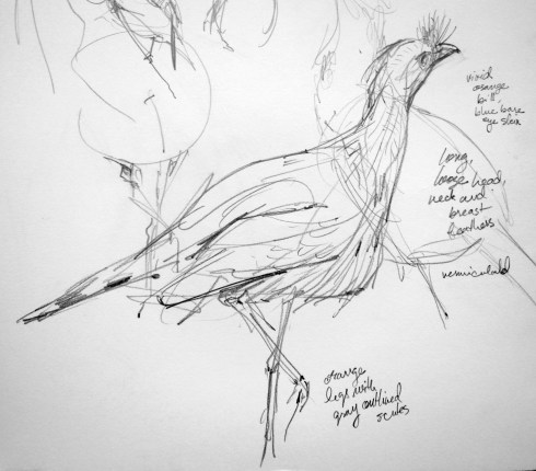 Crested seriema, Copenhagen Zoo. Pencil on Robert Bateman 8 1/2" x 11 sketchbook.