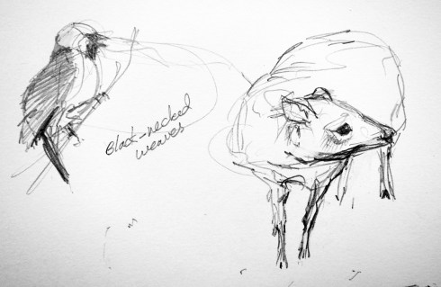 Lesser Malayan Mouse Deer,  black-necked weaver, Copenhagen Zoo. Pencil on Robert Bateman 8 1/2" x 11 sketchbook.