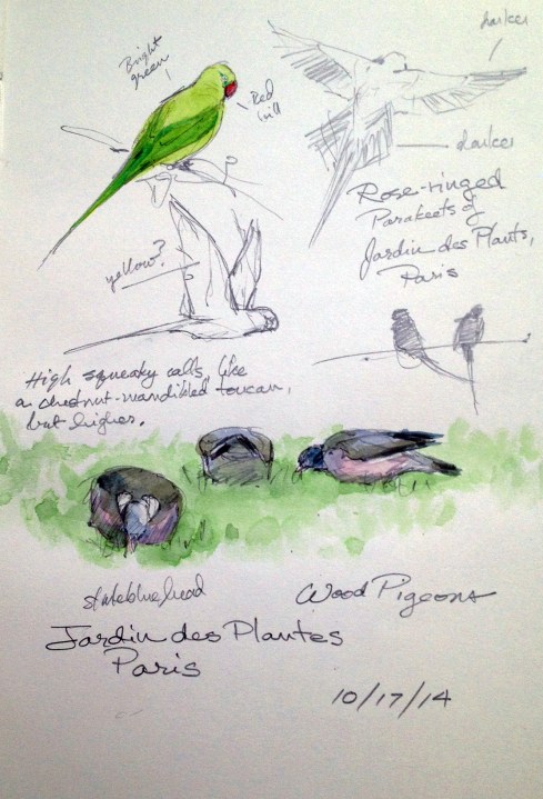 Meanwhile, at the Jardin des Plantes, further down along the Seine, the rose-ringed parakeets (introduced and thriving) chattered from the yews and wood pigeons picked at the tidy forbidden lawns (we got yelled at when Antman tried to pose with a statue of Lamarck and walked on the grass).