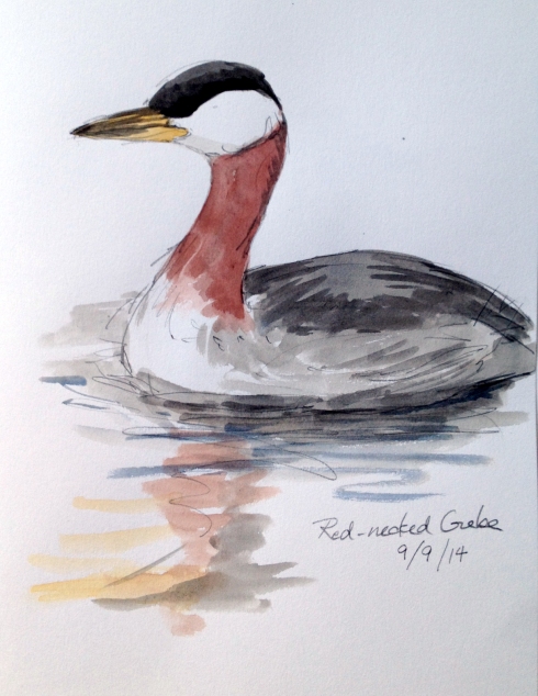 Red-necked grebe swimming around and catching fish at the ramparts in Christianshavn.  Sketched through the scope and painted while sitting on a park bench by a path with a continual stream of dog walkers, joggers, bike riders and babies in perambulators (there's no such thing as a stroller here- just baby carriages). Watercolor over pencil in Stillman & Birn Alpha Series sketchbook., 8 1/2" x 11"