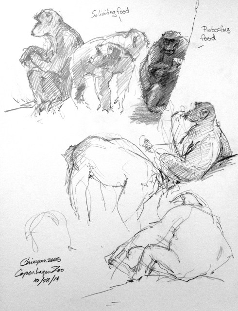 A little figure-sketching in the chimpanzee house, Copenhagen Zoo.