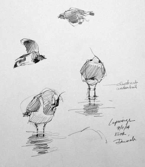 Northern Lapwings, aka Vibe (Vee-bay).