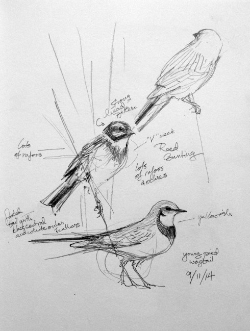 Reed buntings and a pied wagtail.