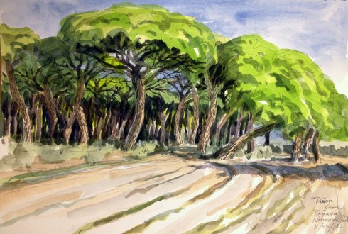 Stone pines, Pinus pinea, native to the Iberian peninsula, cultivated for its pine nuts over the past 6,000 years or so. They grow in this umbrella topped shape, but in cultivation, lower limbs are cut to make harvesting the cones easier.