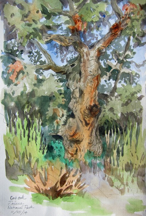 Cork oak in bright morning sun. Curlicue branches and deeply pleated bark, many slabs of which were scattered on the ground, colonized by ants. It's a fine-looking tree, and now that everyone's switching to screw-caps, maybe it can grow in peace. Doñana National Park, southern Spain. Watercolor over pencil on 8 1/2" x 11" Lana spiral-bound drawing book. 