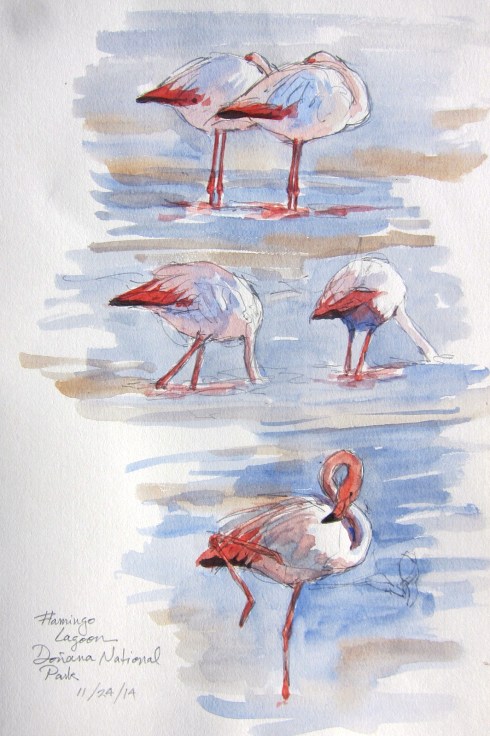 Flamingoes can feed on their feet in some deep water, and they do the coolest little two-step dance. Heads far underwater, pink toothpick legs moving back and forth in little steps, they look exactly like...Flamenco dancers. Yes. There's gotta be a connection. Give them a pair of castanets, and there you go. They already have the pink ruffled hem. Doñana National Park, Spain. Drawn through a scope. Watercolor over pencil on 8 1/2" x 11" Lana spiral bound drawing book.