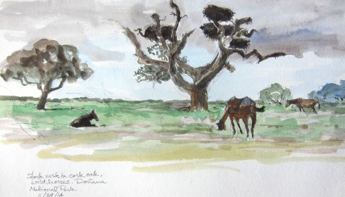 Stork nests, cork oak, and  Spanish not-so-wild wild horses. They roam at will, same as the spotted cattle, wild boars and deer herds. White storks cruised overhead, just to let me know they hadn't sublet the property. Watercolor over pencil, 8 1/2" x 11", Lana spiral bound drawing book. 