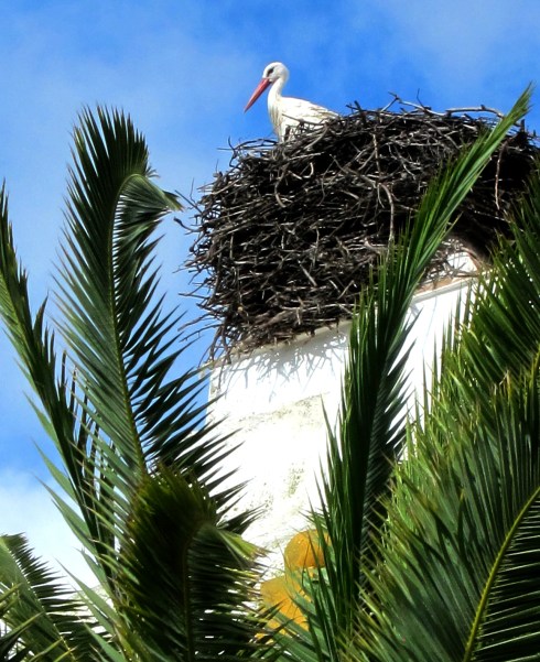 They really do nest on chimneys, and although it looks it, this one is not a plastic lawn ornament.