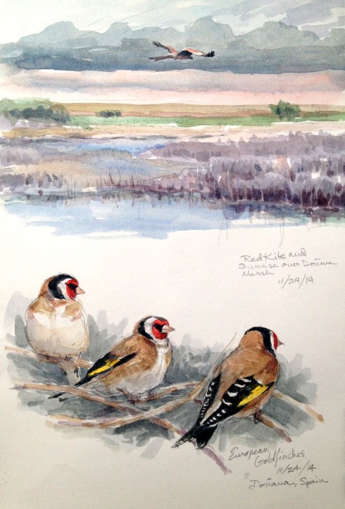 Doñana marsh at sunrise with red kite leaving its night roost for a day in the field. Below, European goldfinches, perched in the poplars at the edge of the marsh. Watercolor over pencil, Lana 1590 sketchbook, 8 1/2" x 11"