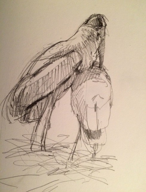 Intimate moment between two wood storks atop the nest, gently pressed together, one shading the other and giving her (?) a little shoulder massage. Pencil on paper.