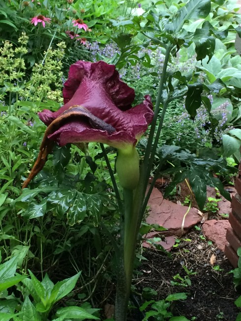 The aftermath. Must have been a good party. Dracunculus vulgaris, voodoo lily.