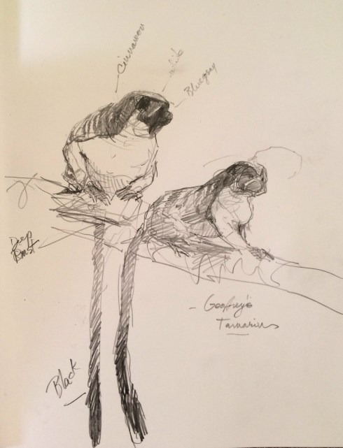 Geoffroy's Tamarins, Gamboa. Cute as a cross between a cat and a monkey, with perfectly white, sharp teeth. Sings like a bird. Pencil on Stillman & Birn Epsilon 8 1/2" x 11".
