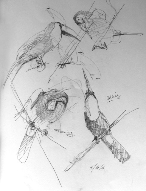 Keel-billed toucans preen and call and generally make themselves into interesting shapes. Pencil in Stillman & Birn Epsilon sketchbook. 8 1/2" x 11"