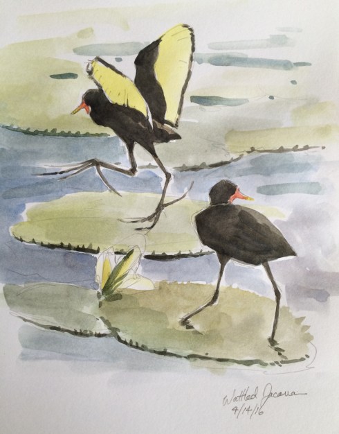 WattledJacanas