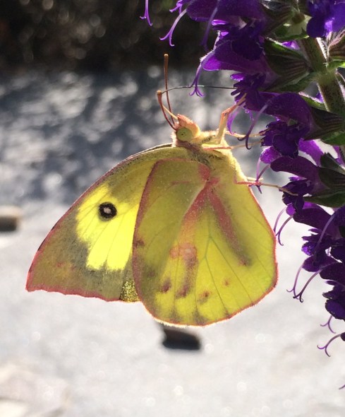 butterflies Southern dogface