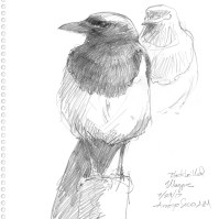 002.16Magpie2poses