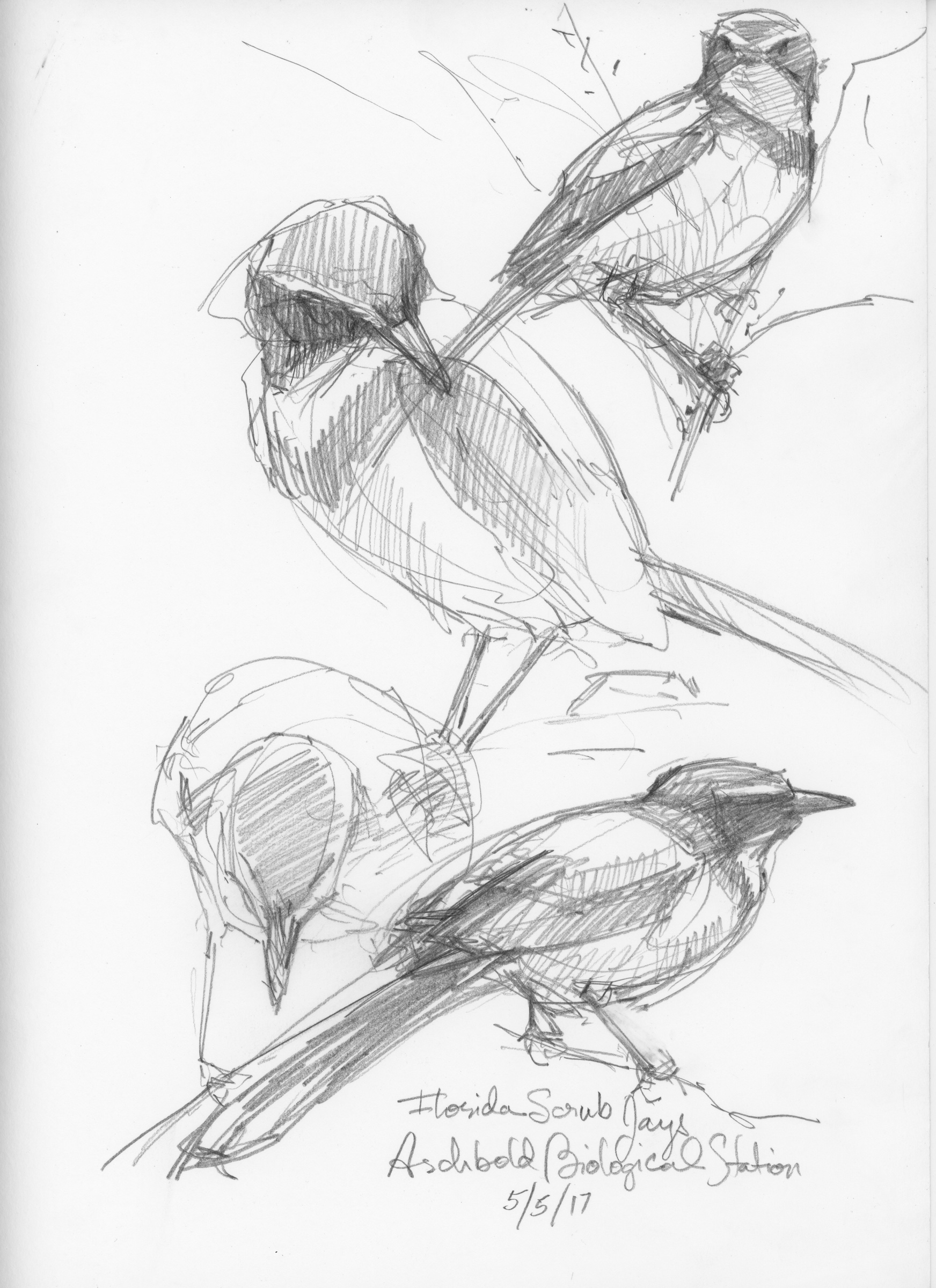 Perched Drawing Perched on a Page: Solo Show – Drawing The Motmot